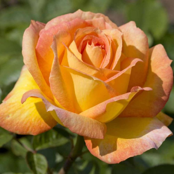 SUMMERTIME® Meipiokou SUMMERTIME® Meipiokou